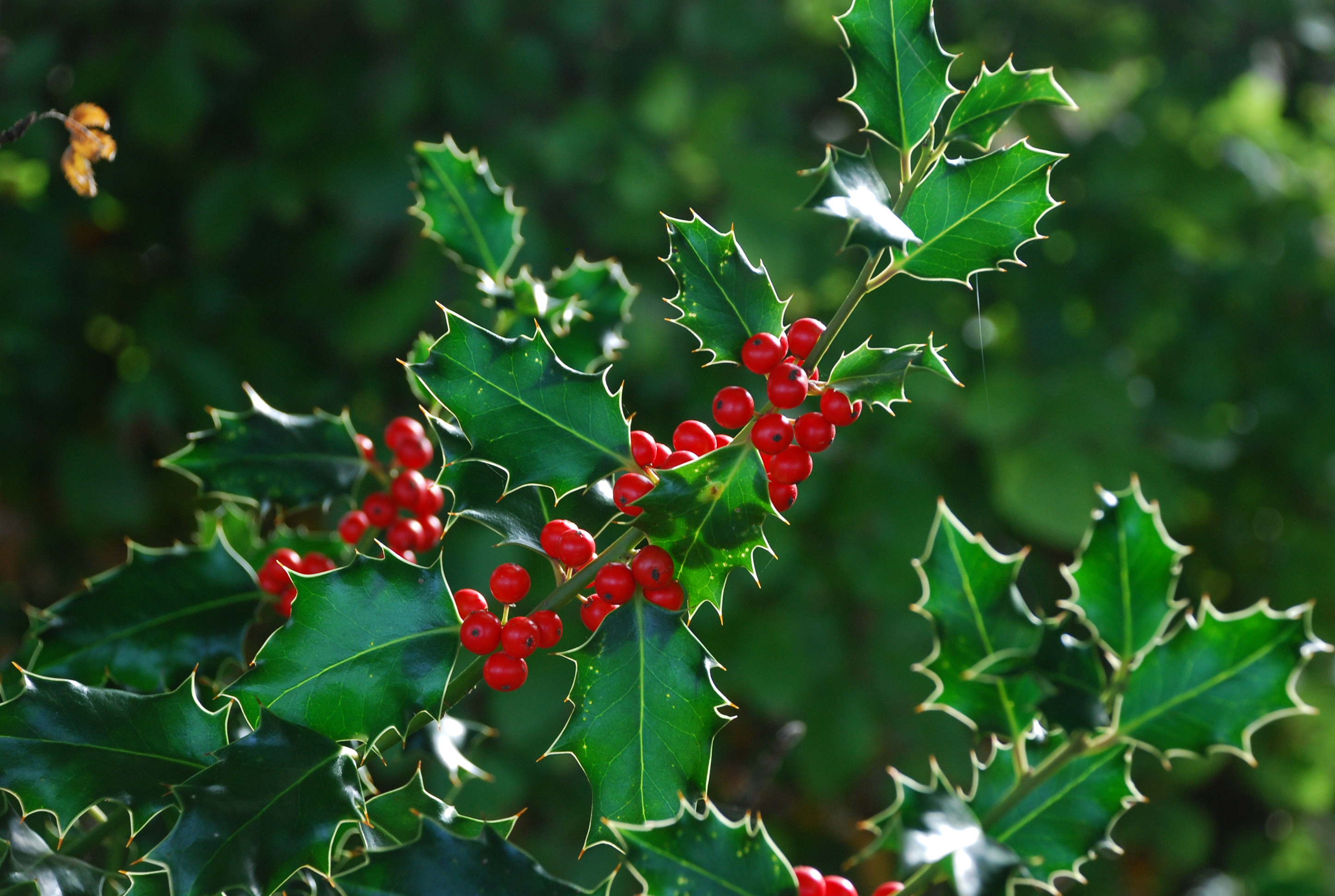 Представитель Семейства Aquifoliaceae